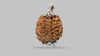 2 MUKHI RUDRAKSHA (28.01 mm) / 17.2 Ratti