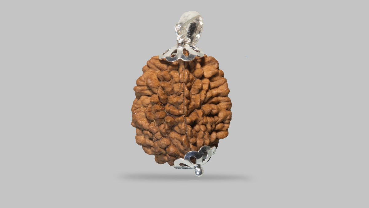 2 MUKHI RUDRAKSHA (28.01 mm) / 17.2 Ratti