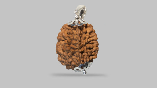 2 MUKHI RUDRAKSHA (28.01 mm) / 17.2 Ratti