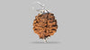 2 MUKHI RUDRAKSHA (28.30 mm)