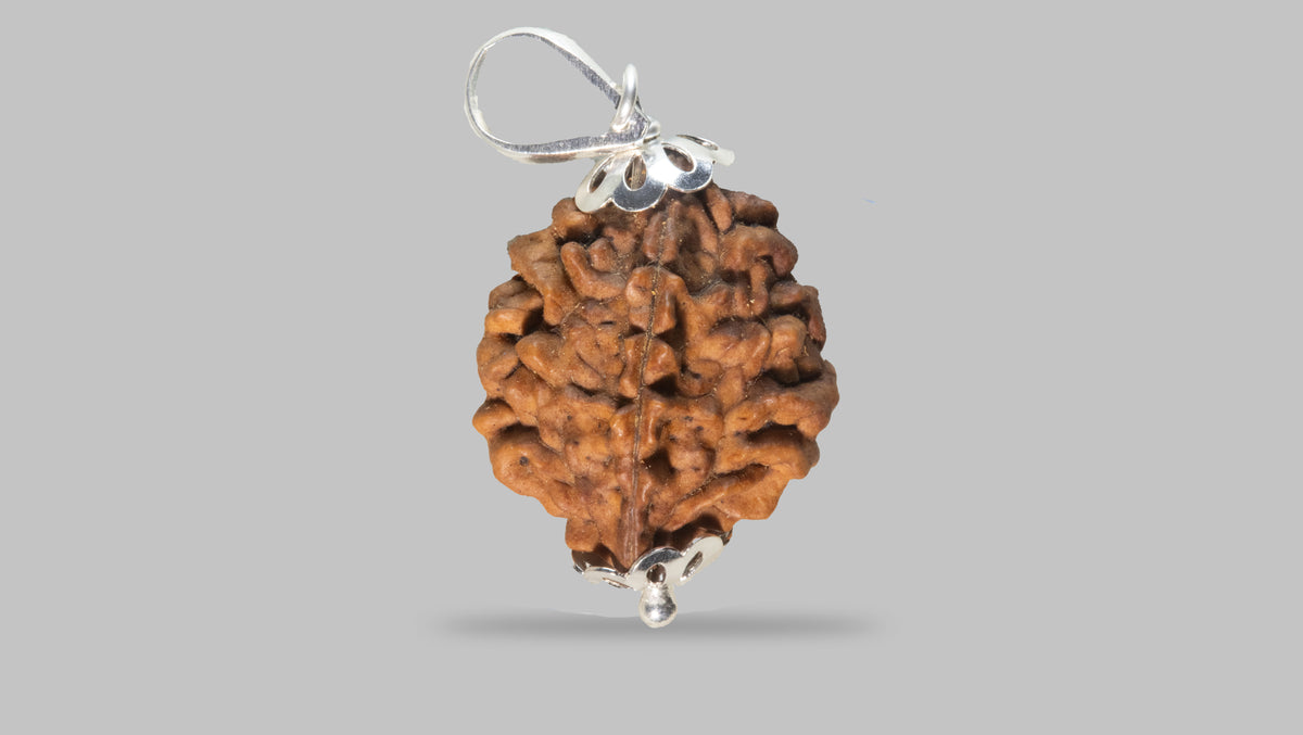 2 MUKHI RUDRAKSHA (28.30 mm)