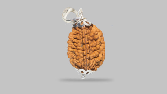 2 MUKHI RUDRAKSHA (27.35 mm) / 14.69 Ratti