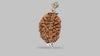 2 MUKHI RUDRAKSHA (28.31 mm) / 17.38 Ratti