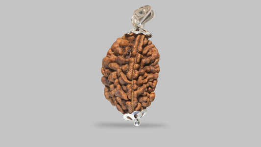 2 MUKHI RUDRAKSHA (28.31 mm) / 17.38 Ratti