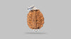 2 MUKHI RUDRAKSHA (28.81 mm) / 15.07 Ratti