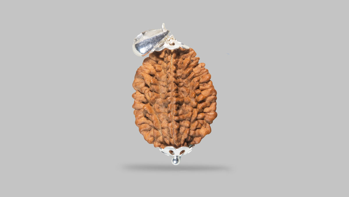 2 MUKHI RUDRAKSHA (28.81 mm) / 15.07 Ratti