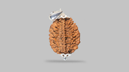 2 MUKHI RUDRAKSHA (28.81 mm) / 15.07 Ratti