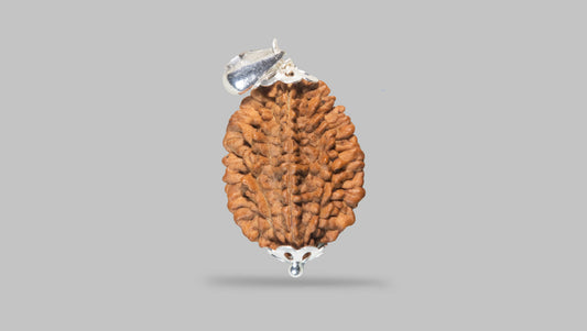 2 MUKHI RUDRAKSHA (28.81 mm) / 15.07 Ratti