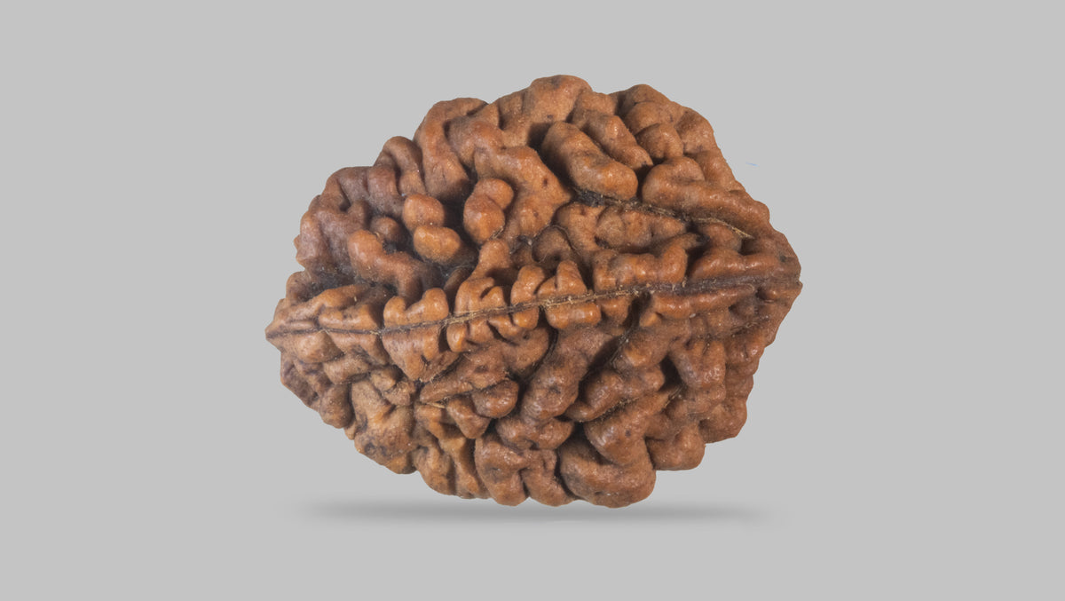 2 MUKHI RUDRAKSHA (31.35 mm) / 22.91 Ratti