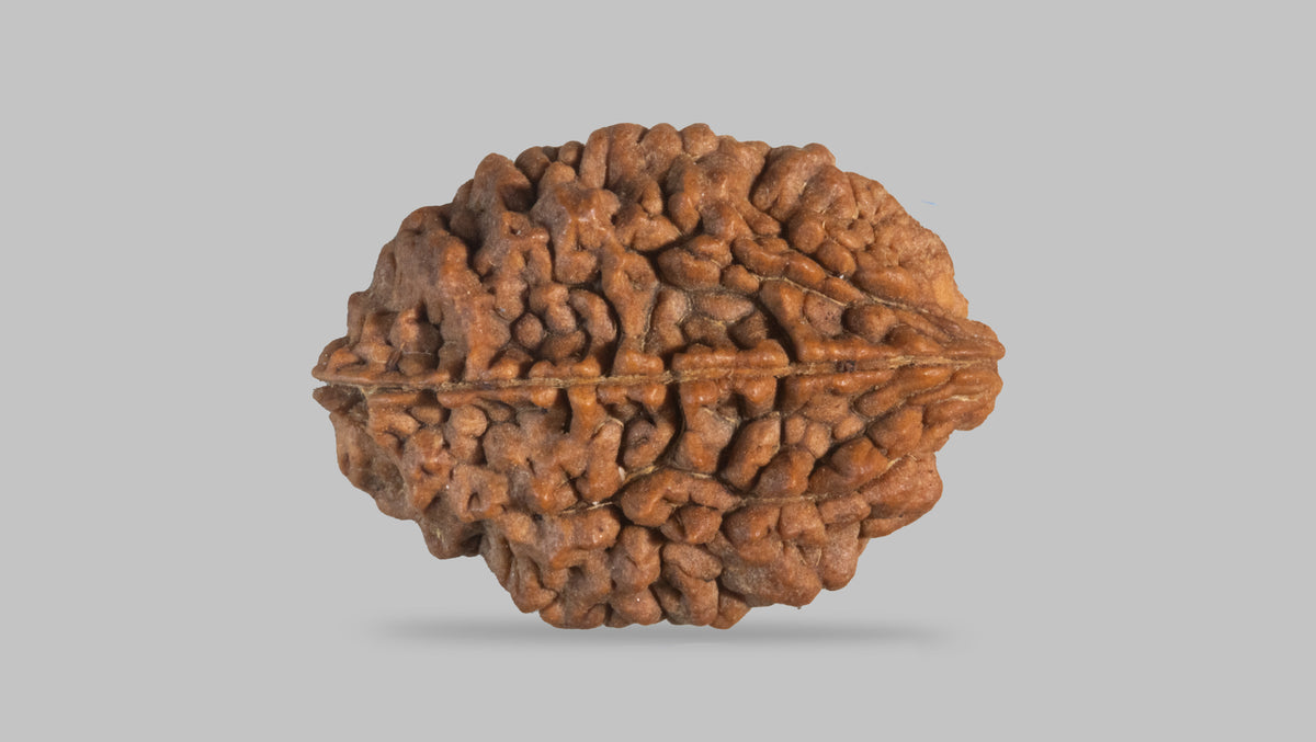 2 MUKHI RUDRAKSHA (33.30 mm) / 31.53 Ratti