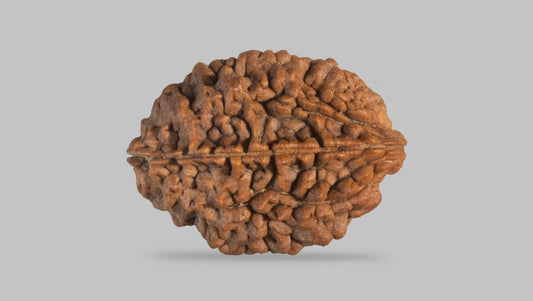 2 MUKHI RUDRAKSHA (33.30 mm) / 31.53 Ratti
