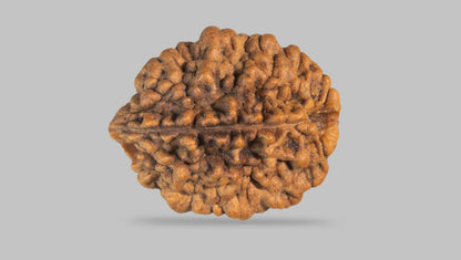 2 MUKHI RUDRAKSHA (28.71 mm) / 22.37 Ratti