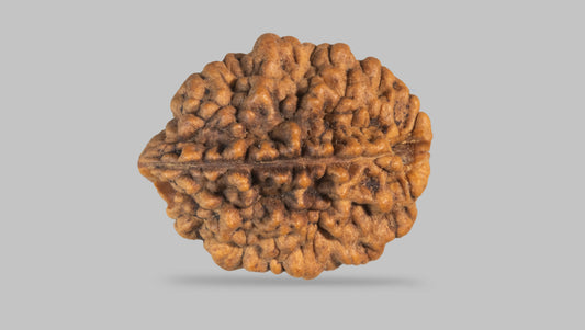 2 MUKHI RUDRAKSHA (28.71 mm) / 22.37 Ratti