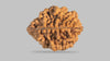 2 MUKHI RUDRAKSHA (26.31 mm) / 16.87 Ratti
