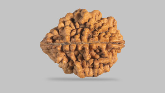 2 MUKHI RUDRAKSHA (26.31 mm) / 16.87 Ratti