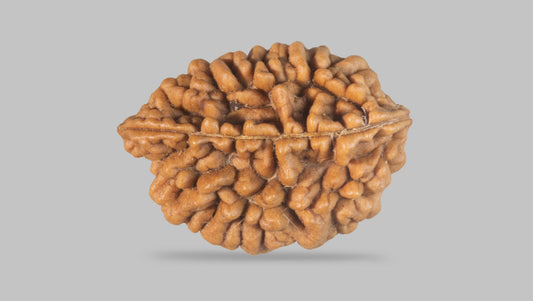 2 MUKHI RUDRAKSHA (29.45 mm) / 23.07 Ratti