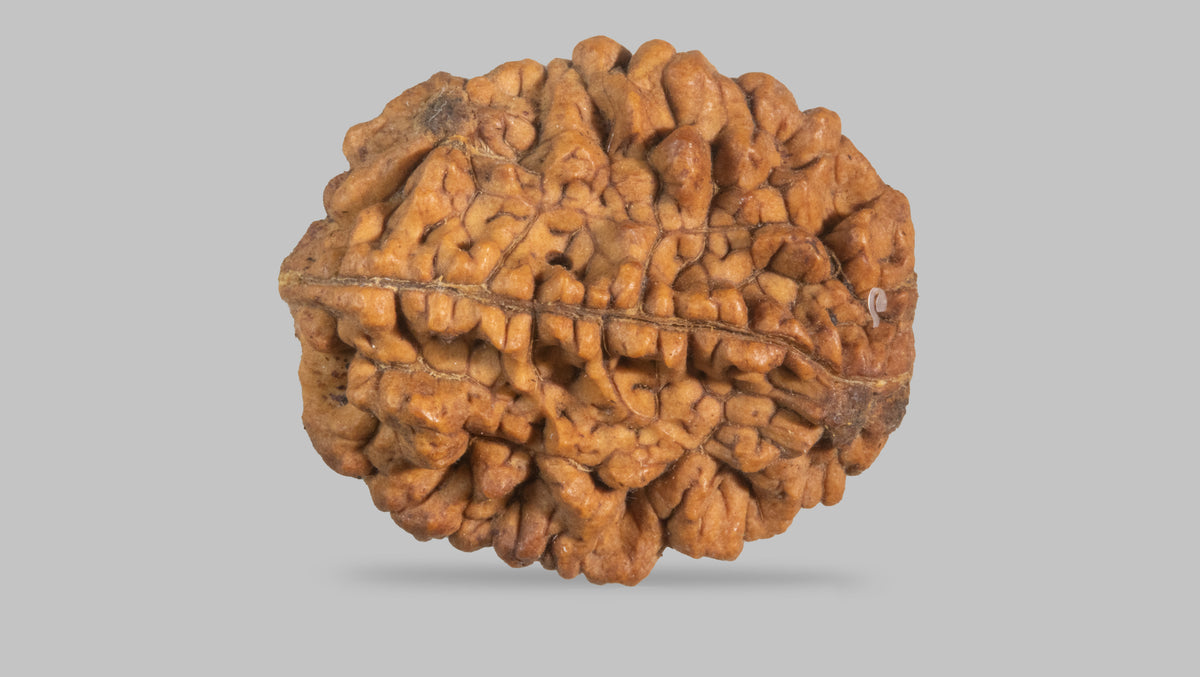 2 MUKHI RUDRAKSHA (35.11 mm) / 26.15 Ratti