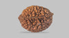 2 MUKHI RUDRAKSHA (27.60 mm) / 30.36 Ratti