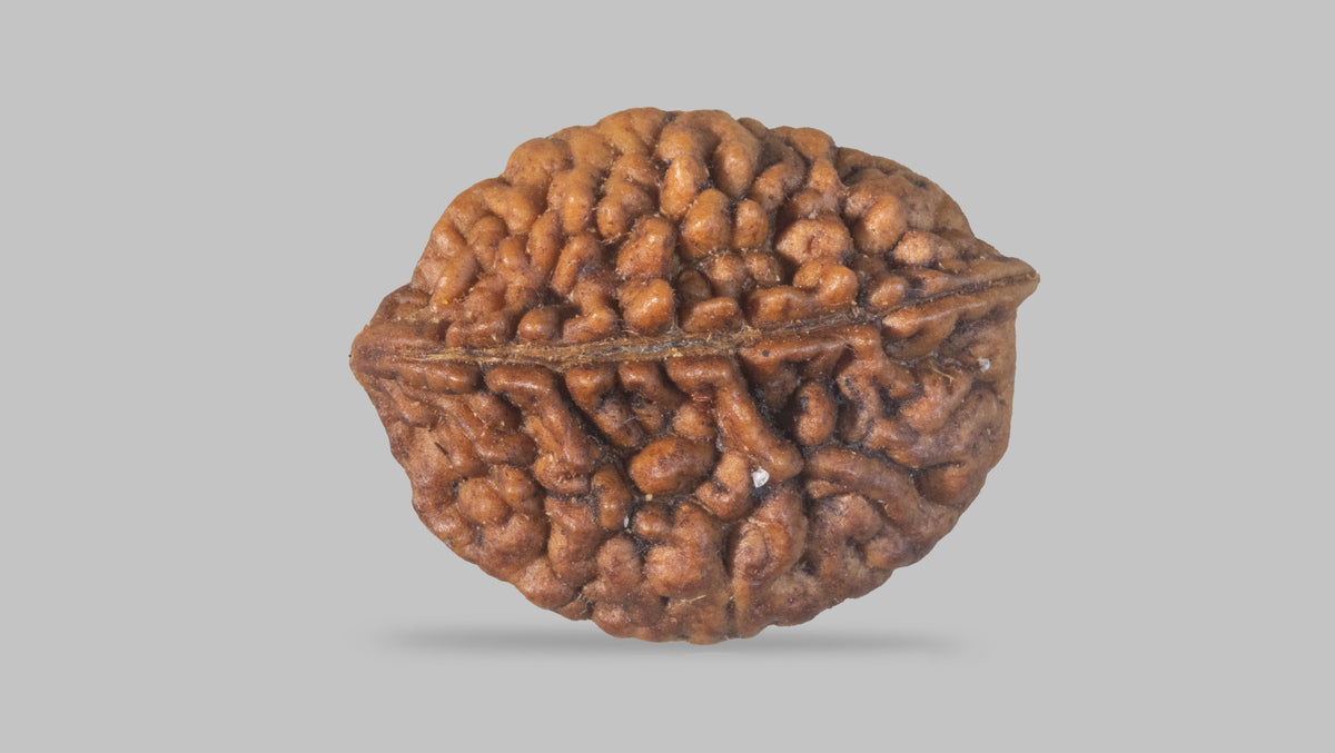 2 MUKHI RUDRAKSHA (27.60 mm) / 30.36 Ratti