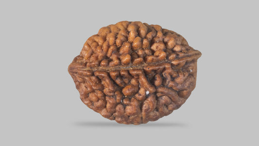 2 MUKHI RUDRAKSHA (27.60 mm) / 30.36 Ratti