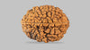 2 MUKHI RUDRAKSHA (29.40 mm) / 17.94 Ratti