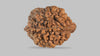 2 MUKHI RUDRAKSHA (29.90 mm) / 21.12 Ratti