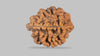 2 MUKHI RUDRAKSHA (25.55 mm) / 28.11 Ratti