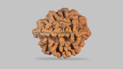 2 MUKHI RUDRAKSHA (25.55 mm) / 28.11 Ratti