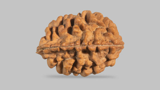 2 MUKHI RUDRAKSHA (26.98 mm) / 18.49 Ratti