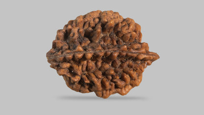 2 MUKHI RUDRAKSHA (28.77 mm) / 17.64 Ratti