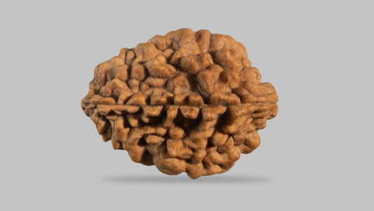 2 MUKHI RUDRAKSHA (34.55 mm) / 27.35 Ratti