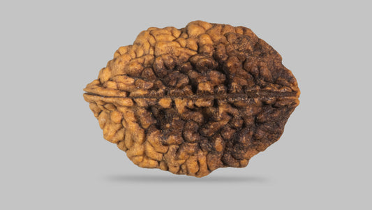2 MUKHI RUDRAKSHA (29.65 mm) / 19.83 Ratti
