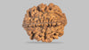 2 MUKHI RUDRAKSHA (30.70 mm) / 29.27 Ratti