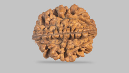 2 MUKHI RUDRAKSHA (30.70 mm) / 29.27 Ratti