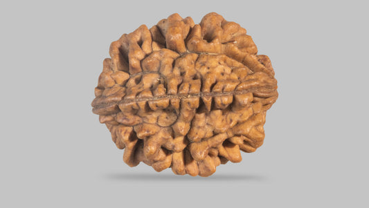 2 MUKHI RUDRAKSHA (30.70 mm) / 29.27 Ratti