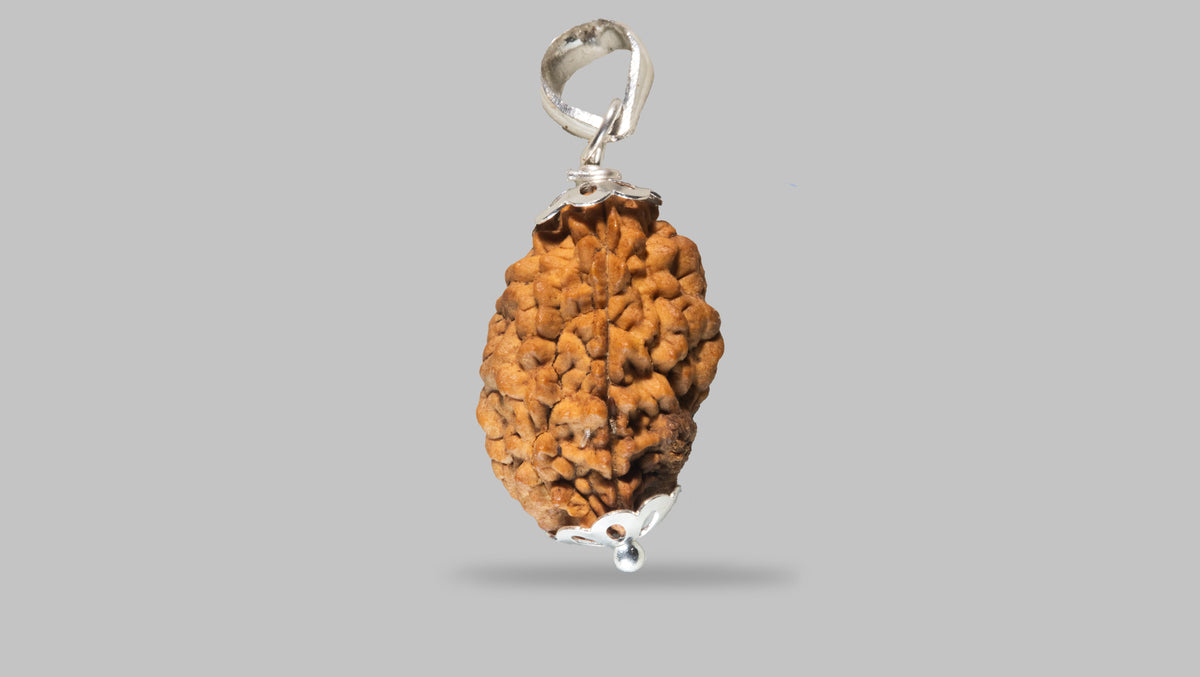2 MUKHI RUDRAKSHA (26.88 mm) / 29.57 Ratti