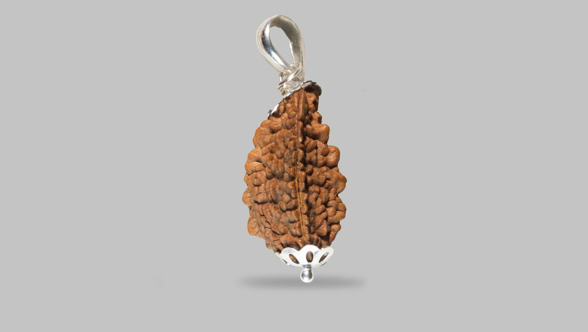 2 MUKHI RUDRAKSHA (21.55 mm) / 14.74 Ratti