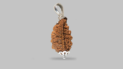 2 MUKHI RUDRAKSHA (21.55 mm) / 14.74 Ratti