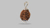2 MUKHI RUDRAKSHA (25.01 mm) / 10.4 Ratti