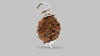 2 MUKHI RUDRAKSHA (25.51 mm) / 12.46 Ratti
