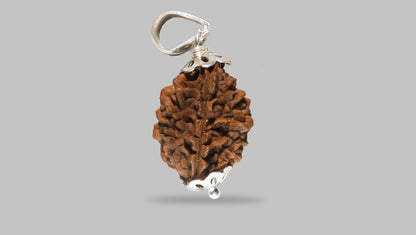 2 MUKHI RUDRAKSHA (25.51 mm) / 12.46 Ratti