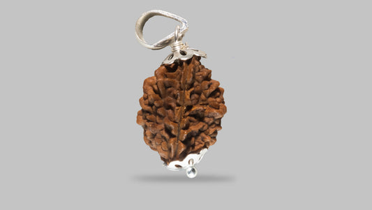 2 MUKHI RUDRAKSHA (25.51 mm) / 12.46 Ratti