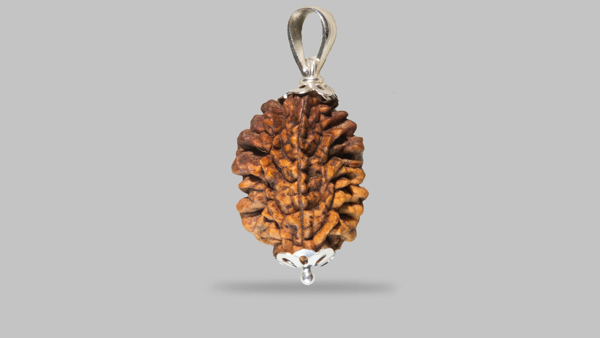 2 MUKHI RUDRAKSHA (28.98 mm)