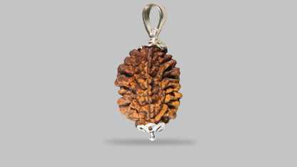 2 MUKHI RUDRAKSHA (28.98 mm)