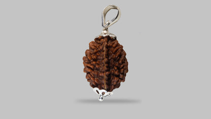 2 MUKHI RUDRAKSHA (27.90 mm)