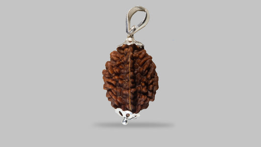 2 MUKHI RUDRAKSHA (27.90 mm)