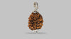 2 MUKHI RUDRAKSHA (29.27 mm)