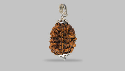 2 MUKHI RUDRAKSHA (29.27 mm)