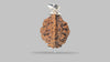 2 MUKHI RUDRAKSHA (29.48 mm)
