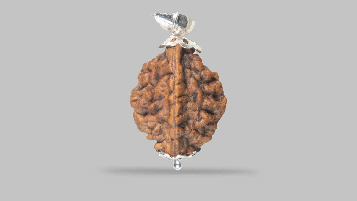 2 MUKHI RUDRAKSHA (29.48 mm)